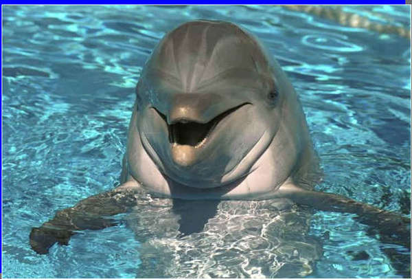 delfin