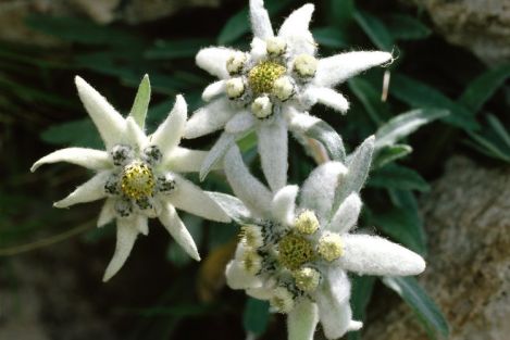 edelweiss