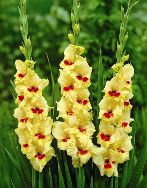 gladiolus