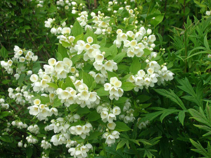 jasmin