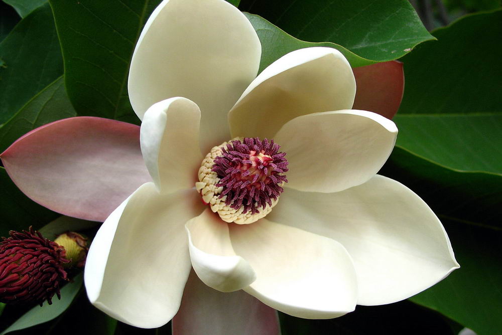 magnoliya
