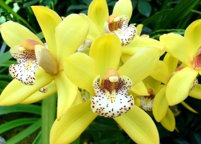 orhideya