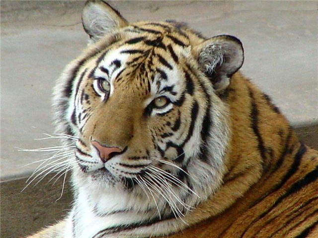 tigr1